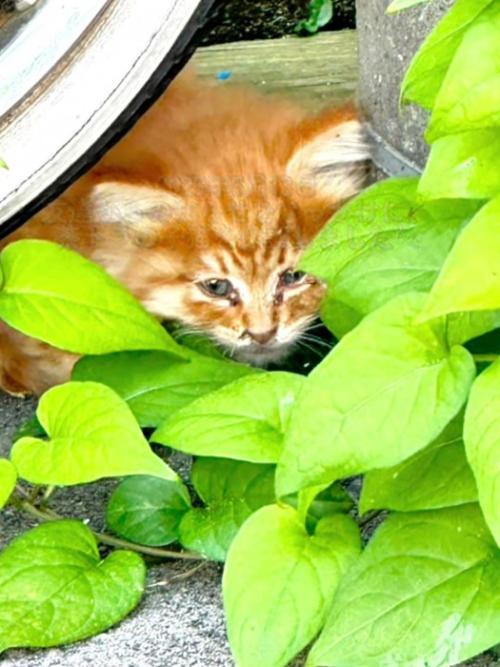 隠れる子猫