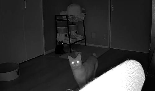 ペットカメラをのぞき込む猫