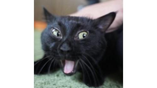 撫でられる猫
