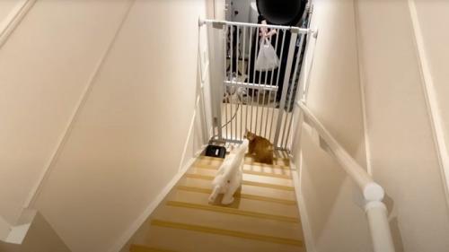 玄関に降りる2頭の猫