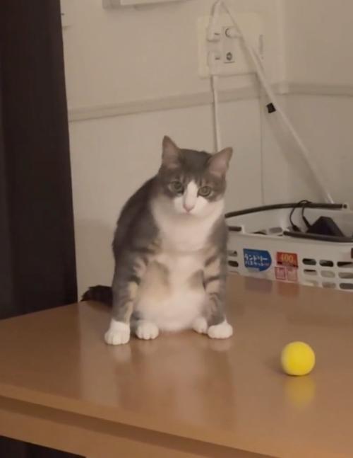 飼い主さんを見る猫