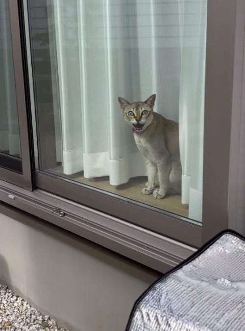 窓に近づく飼い主を見て、口を大きく開ける猫