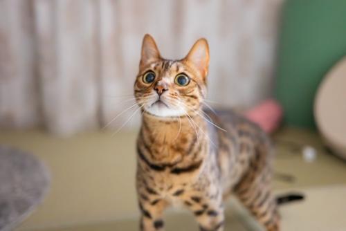 何かを見つめる猫