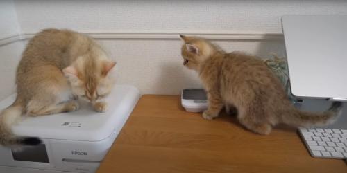 見つめる猫