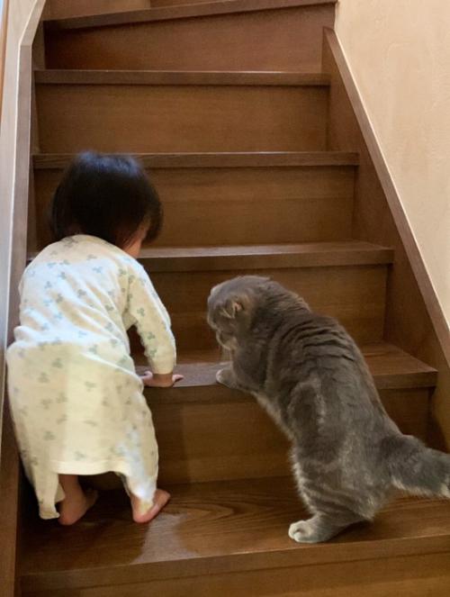 女の子と階段を登る猫