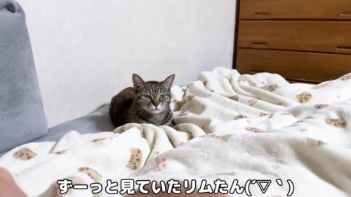 リムちゃん