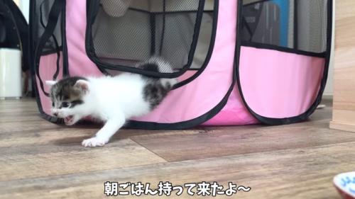 サークルから出てきて