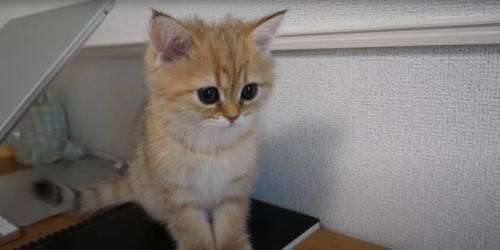 前を見る猫