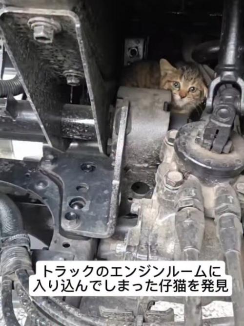 エンジンルームの奥にいる子猫