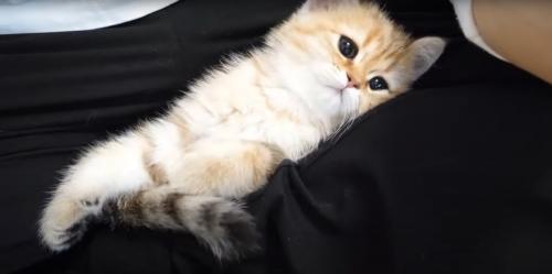 横になる猫