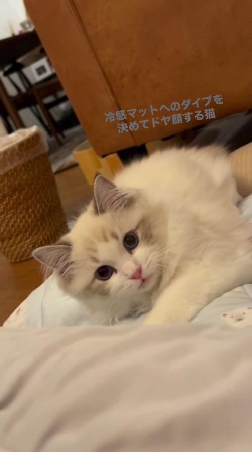 飼い主を見つめる猫