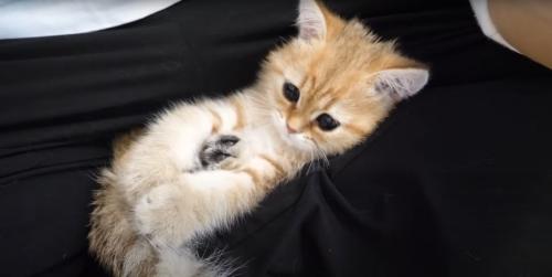 赤ちゃんみたいな猫