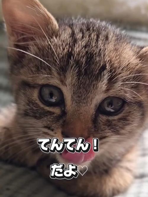 子猫の顔