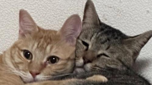 茶トラ猫とキジトラ猫