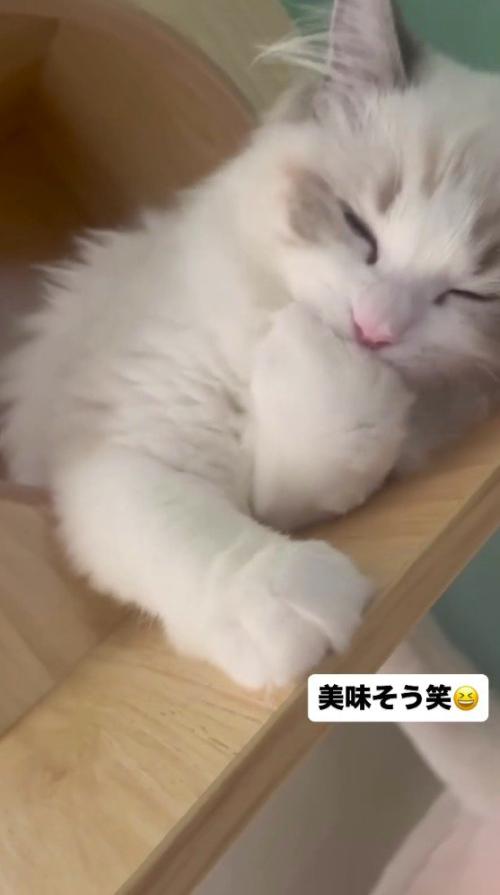 気持ち良さそうに毛づくろいをする猫