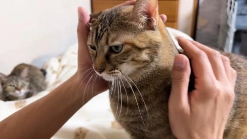 リタちゃん