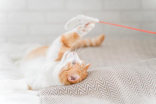 猫じゃらしにじゃれる猫
