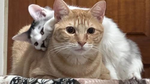 茶トラ猫と黒白猫