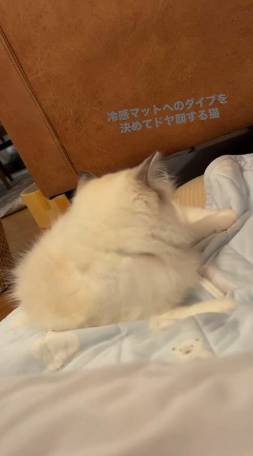 冷感マットの上に寝転がる猫
