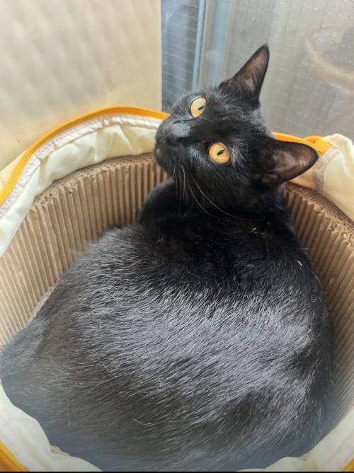 振り返る黒猫