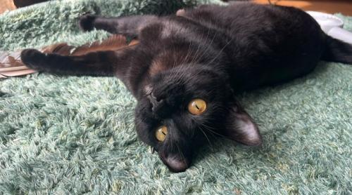 寝転がる黒猫