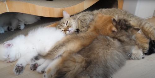 幸せそうな猫
