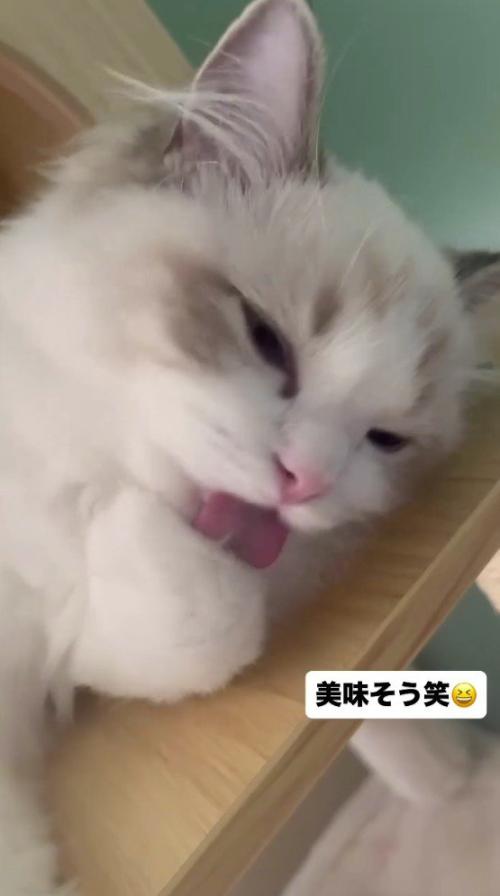 目を細めながら毛づくろいをする猫