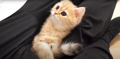 キュルキュルな目の猫