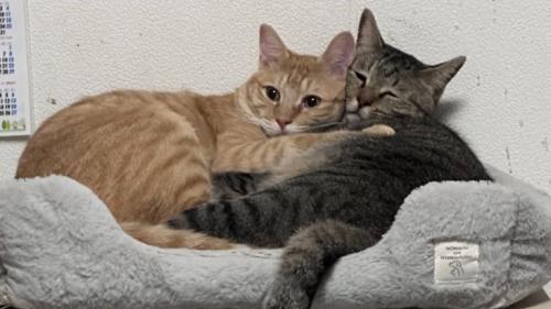 茶トラ猫とキジトラ猫