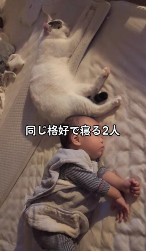 一緒に寝る赤ちゃんと猫