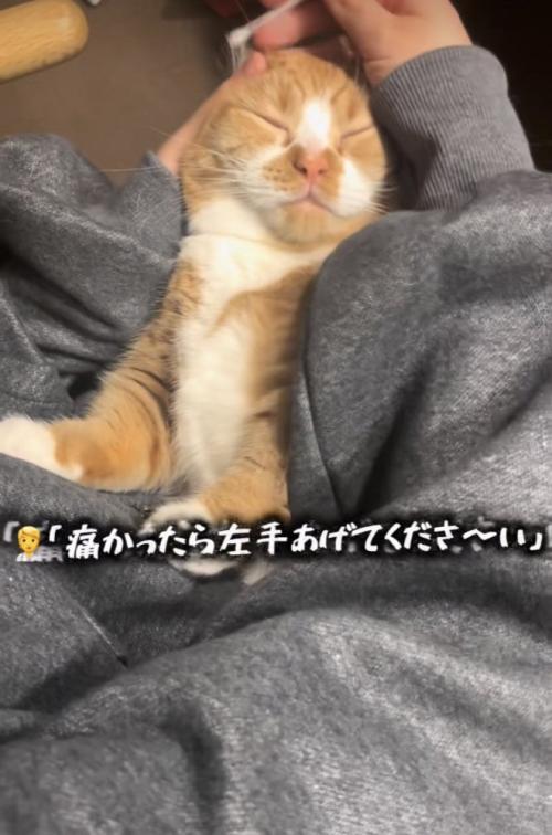 ママに耳掃除されるマンチカン