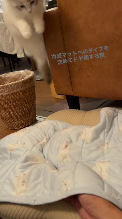 飼い主のいる方に向かってジャンプする猫