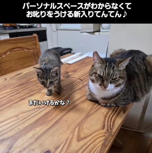 成猫の隣を歩く子猫