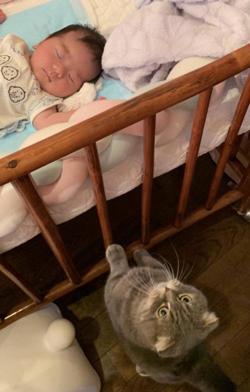 ベッド柵に手をかける猫