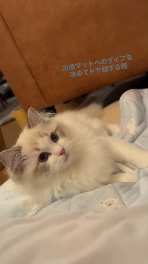 飼い主に視線を向ける猫