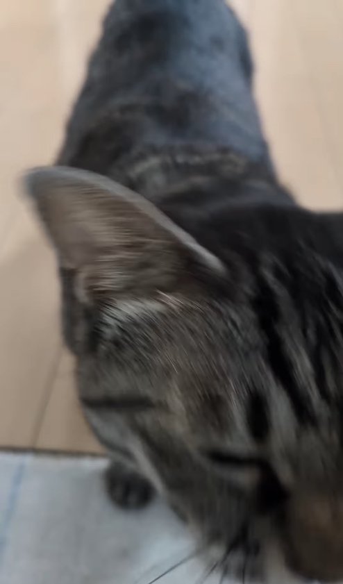 カメラのすぐ近くで目を細めている猫