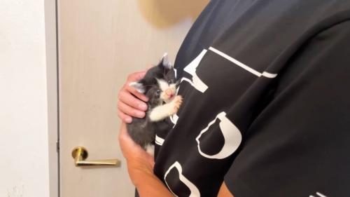 こちらを向く子猫