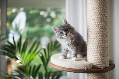 キャットタワーに乗る子猫