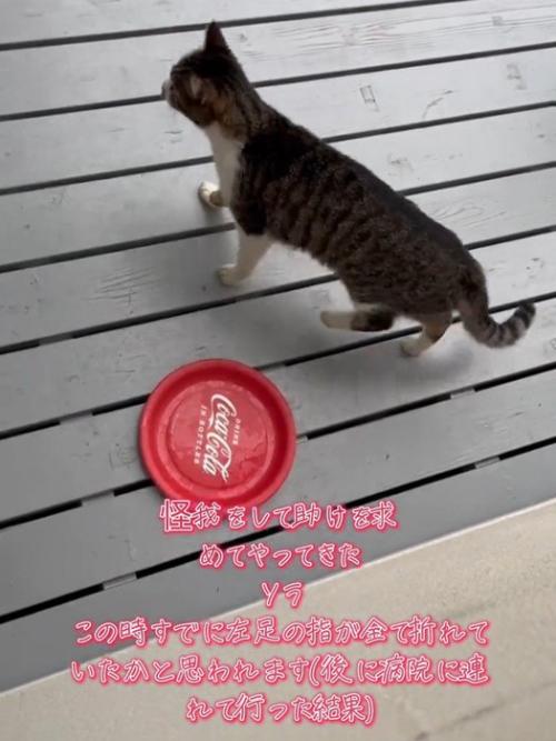 歩く猫
