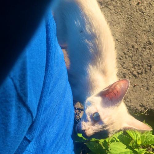 やせた子猫