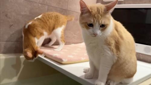 座り込む茶白猫(薄茶)と風呂を眺める茶白猫