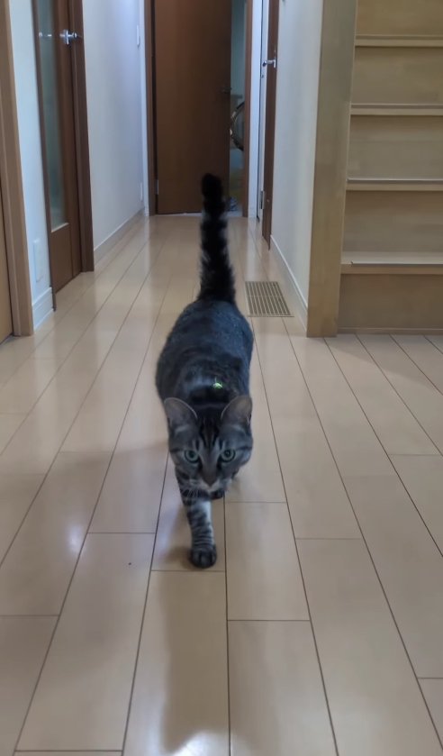 カメラに向かって歩いてくる猫(近い)