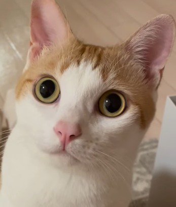 飼い主をジッと見つめる猫