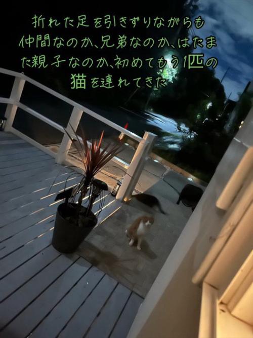 外にいる茶白の猫