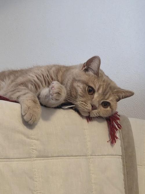 赤いストールの上に寝る猫