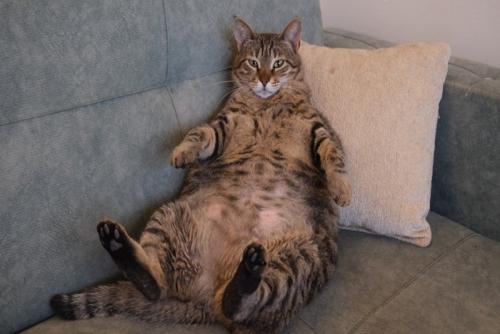 お腹を見せる猫