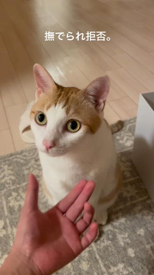 飼い主を見つめる猫