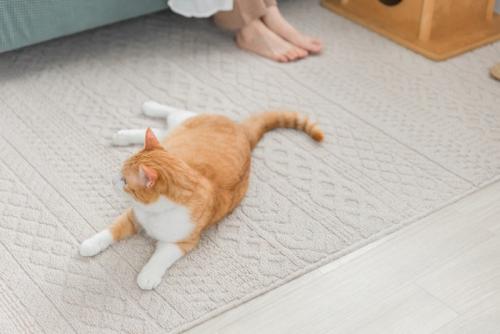 マットの上でくつろぐ猫
