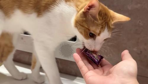 飴を飼い主の手のひらに渡す茶白猫