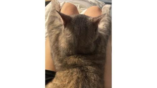 膝に乗っている猫